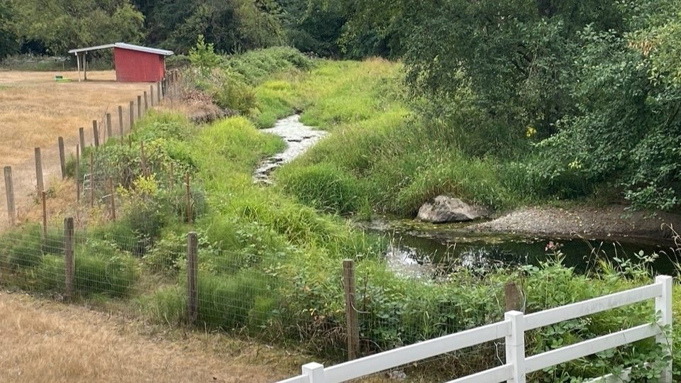 Protected riparian area on agricultural land in the Lower Mainland of BC. Photo provided by Ione Smith.